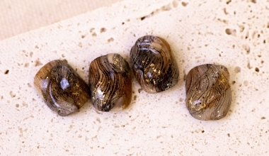 #風刻砂紋 ｜專業美甲｜沙龍應用｜台灣老師｜暈染液｜東東｜金箔｜微立體｜凹凸｜教學影片